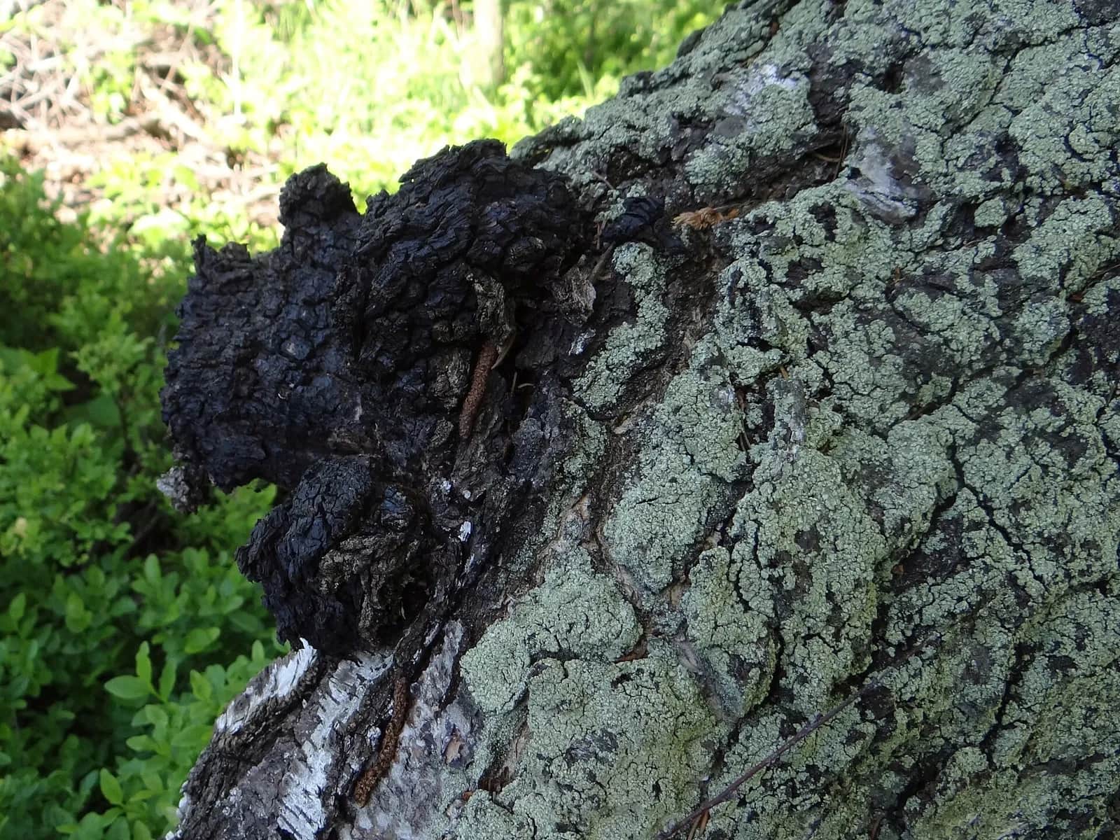 Chaga (Inonotus obliquus) : excroissance noire et craquelée sur un tronc de bouleau