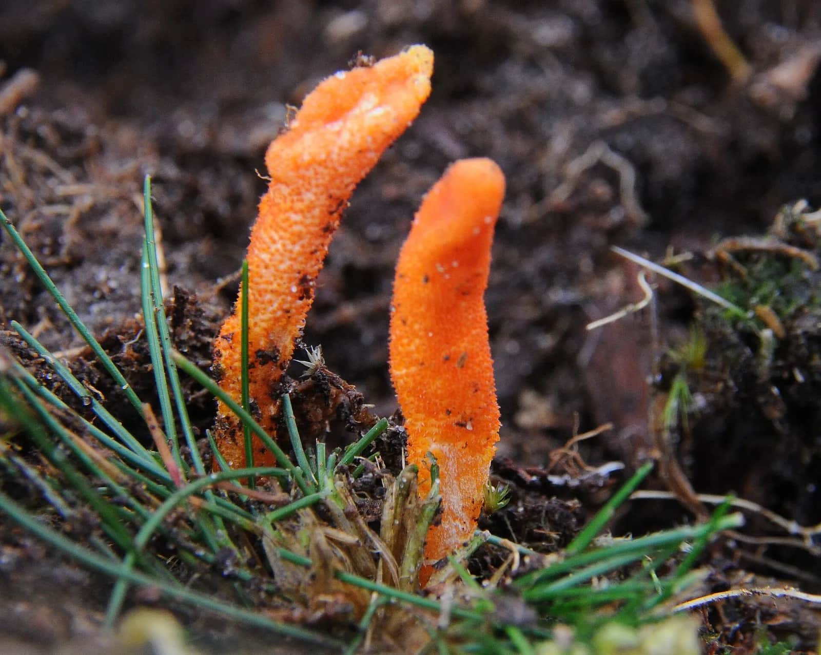 Cordyceps militaris : deux massues orange sortant de la terre