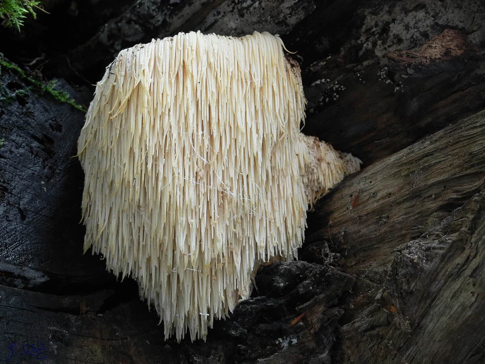 Crinière de lion (Hericium erinaceus) sur un tronc : une masse blanche de longues épines