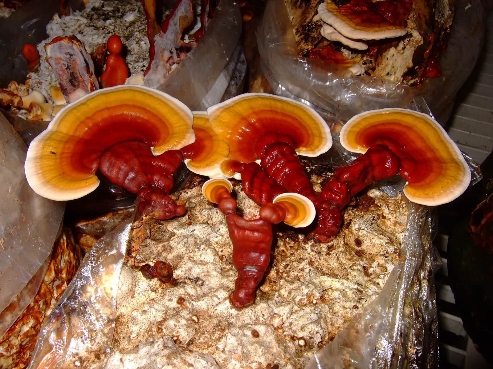 Reishi (Ganoderma lucidum) en culture : chapeaux vernissés rouge et orange