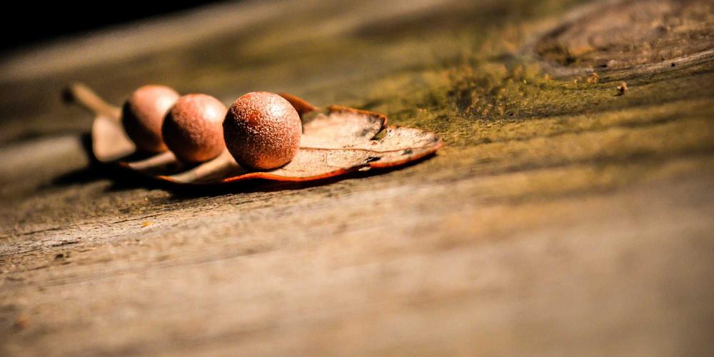 Le Champignon Shiitake et ses Bienfaits pour l'Immunité