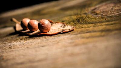 Champignon Reishi (Ganoderma lucidum) : Guide Complet, Bienfaits et Mon Expérience après 18 Mois d'Utilisation