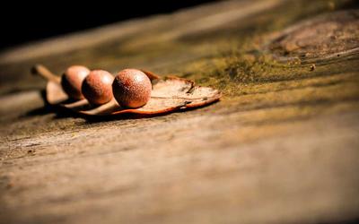 Reishi : Bienfaits pour le Sommeil