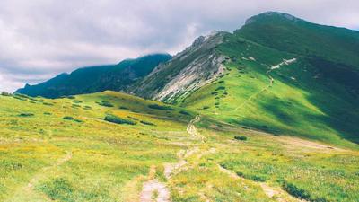 Crinière de Lion : Guide Complet du Champignon Hericium erinaceus (Avis, Bienfaits et Dosage)